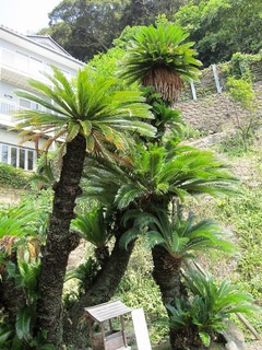 IMG_0096.jpg