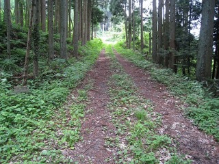 IMG_2940.jpg